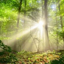 The 2030 Declaration on Scientific Plant and Fungal Collecting