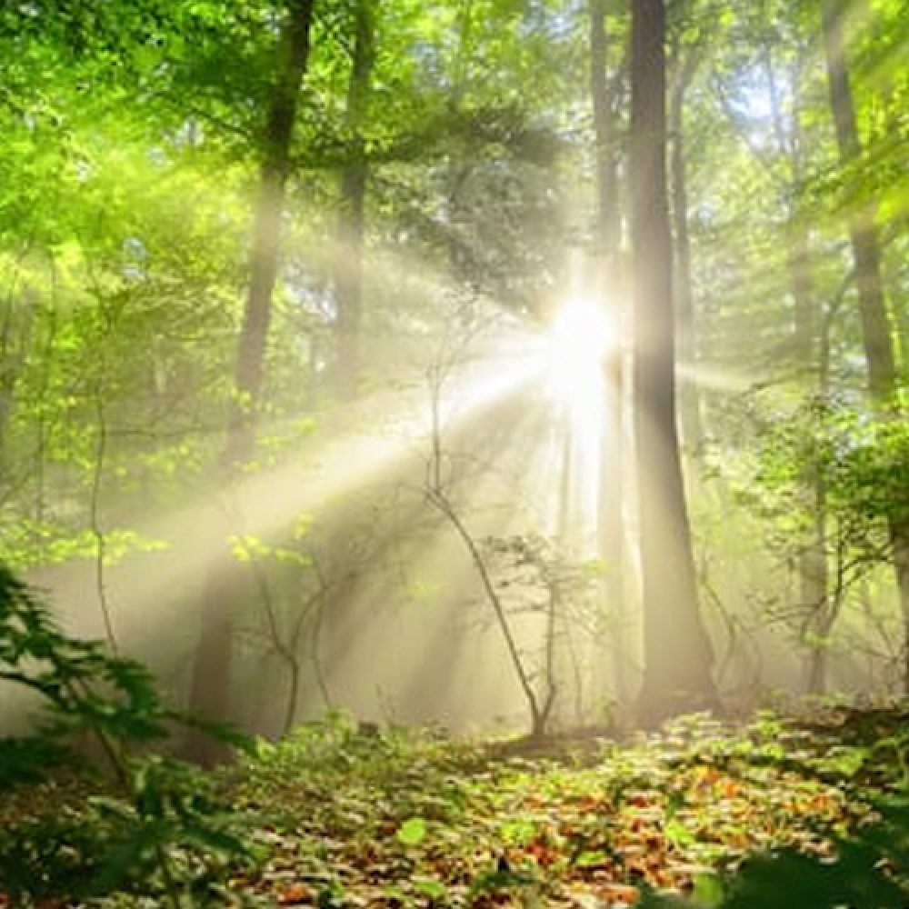 The 2030 Declaration on Scientific Plant and Fungal Collecting