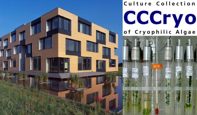 -CCCryo-